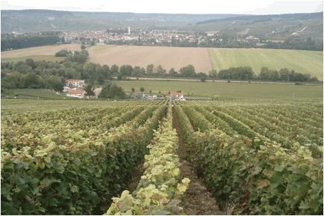 champagnes-selosse-pajon-coteaux-Damery