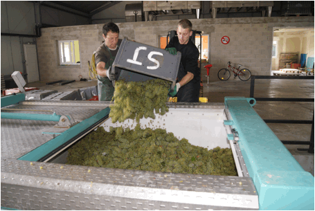 champagnes-selosse-pajon-vendanges-remplissage-pressoir